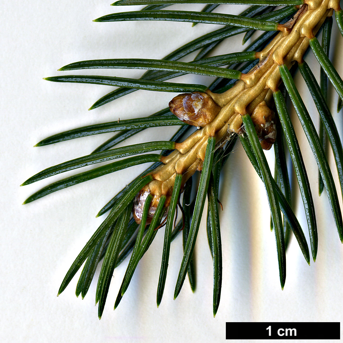 High resolution image: Family: Pinaceae - Genus: Picea - Taxon: alcoquiana - SpeciesSub: var. acicularis